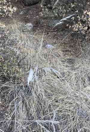 Bullgrass(Muhlenbergia emersleyi)