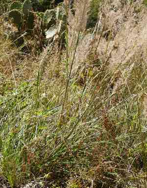 Bullgrass(Muhlenbergia emersleyi)