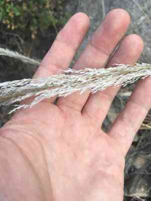 Bullgrass(Muhlenbergia emersleyi)