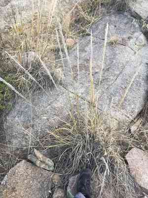 Bullgrass(Muhlenbergia emersleyi)