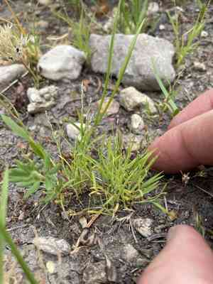 Pull-up muhly(Muhlenbergia filiformis)