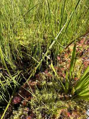 Pull-up muhly(Muhlenbergia filiformis)