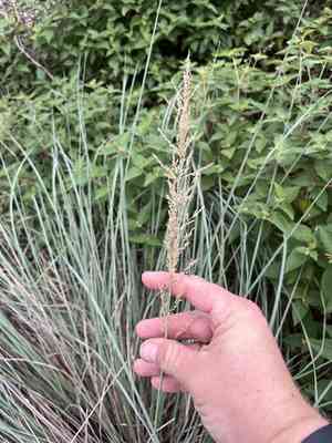 Lindheimer's muhly(Muhlenbergia lindheimeri)