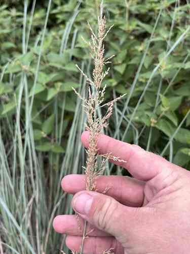 Lindheimer's muhly(Muhlenbergia lindheimeri)