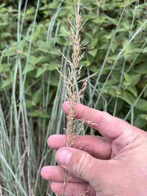 Lindheimer's muhly(Muhlenbergia lindheimeri)