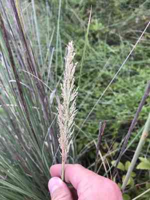 Lindheimer's muhly(Muhlenbergia lindheimeri)