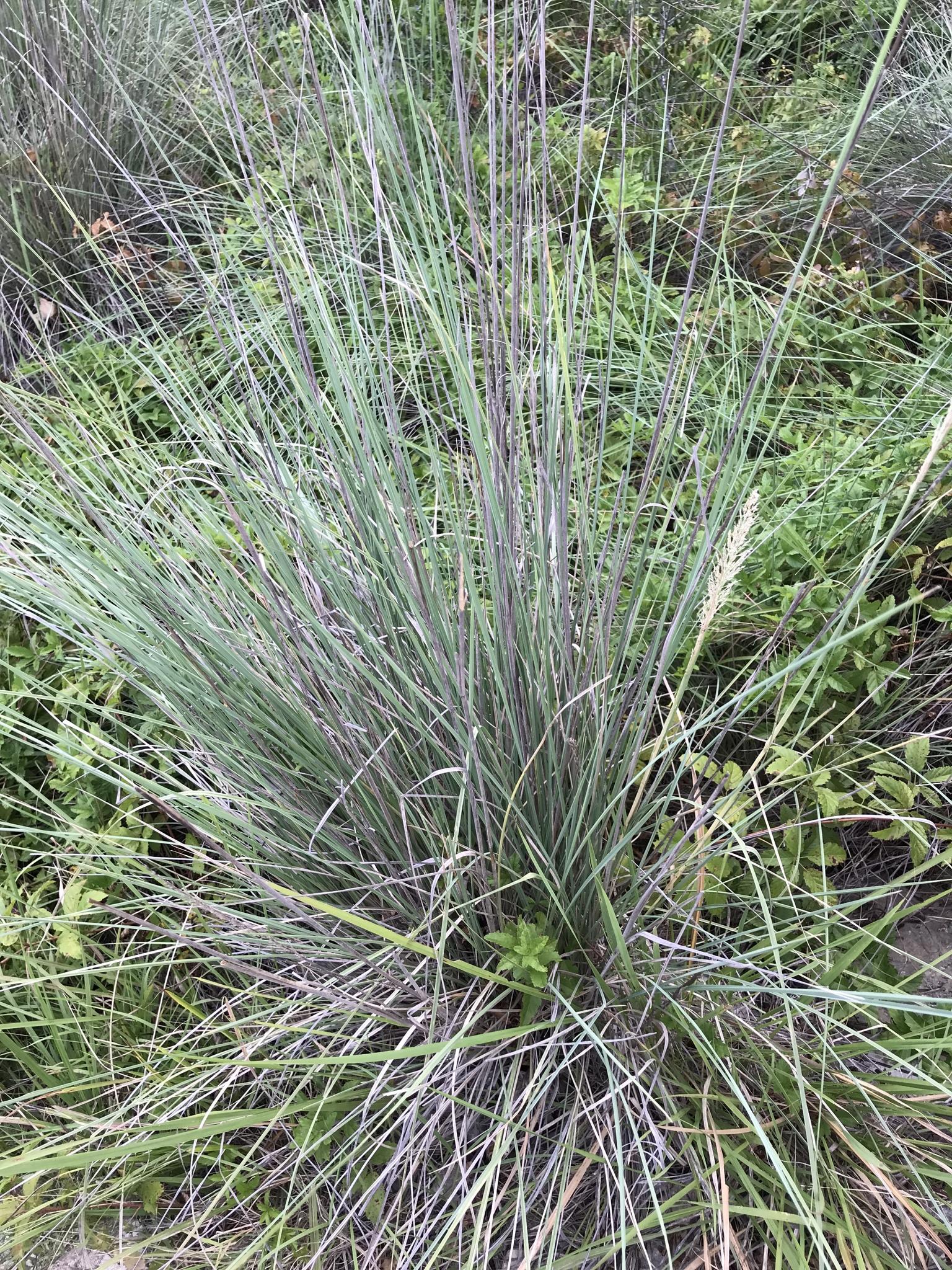 Lindheimer's muhly