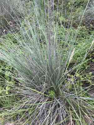 Lindheimer's muhly(Muhlenbergia lindheimeri)
