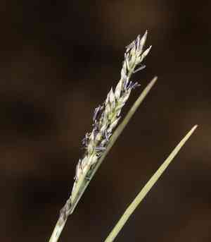Mat muhly(Muhlenbergia richardsonis)