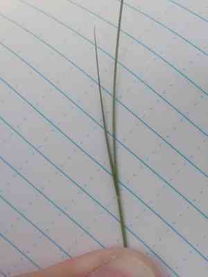 Mat muhly(Muhlenbergia richardsonis)