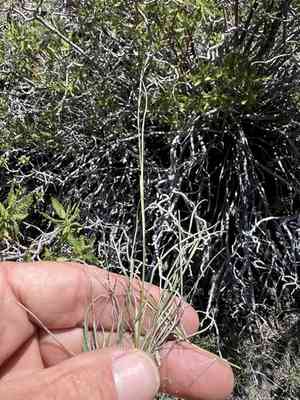 Mat muhly(Muhlenbergia richardsonis)