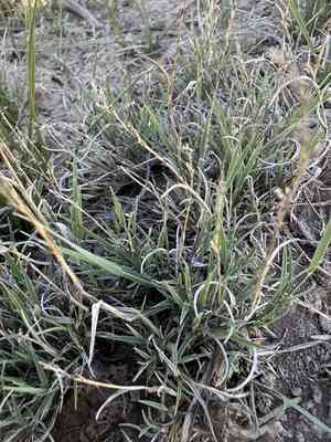 Mat muhly(Muhlenbergia richardsonis)