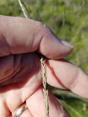 Deergrass(Muhlenbergia rigens)