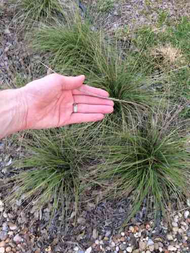 Deergrass(Muhlenbergia rigens)