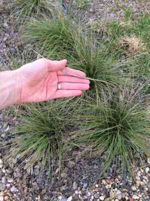 Deergrass(Muhlenbergia rigens)