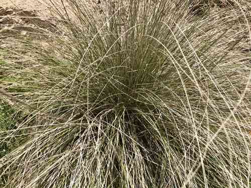 Deergrass(Muhlenbergia rigens)