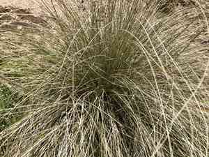 Deergrass(Muhlenbergia rigens)