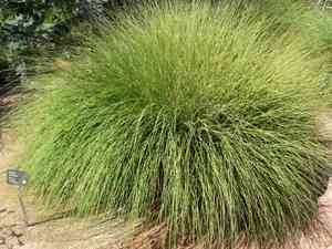 Deergrass(Muhlenbergia rigens)