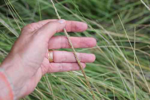 Deergrass(Muhlenbergia rigens)