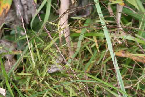 Nimblewill(Muhlenbergia schreberi)