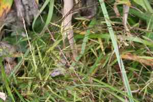 Nimblewill(Muhlenbergia schreberi)