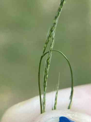 Nimblewill(Muhlenbergia schreberi)