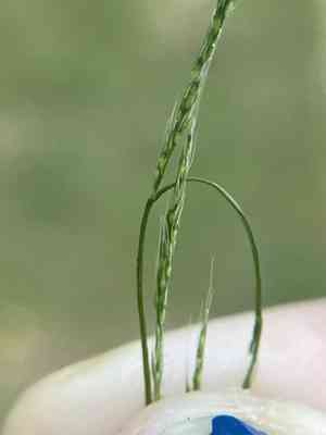 Nimblewill(Muhlenbergia schreberi)
