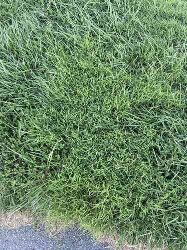 Nimblewill(Muhlenbergia schreberi)