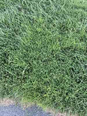 Nimblewill(Muhlenbergia schreberi)