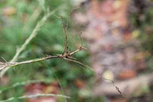 Nimblewill(Muhlenbergia schreberi)
