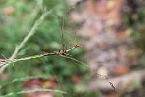 Nimblewill(Muhlenbergia schreberi)