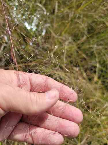 Gulf muhly(Muhlenbergia sericea)