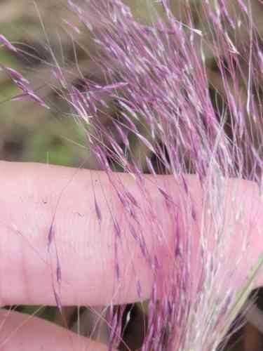 Gulf muhly(Muhlenbergia sericea)