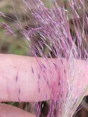 Gulf muhly(Muhlenbergia sericea)