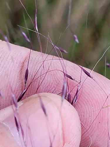 Gulf muhly(Muhlenbergia sericea)
