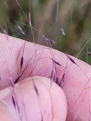 Gulf muhly(Muhlenbergia sericea)