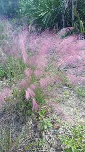 Gulf muhly(Muhlenbergia sericea)