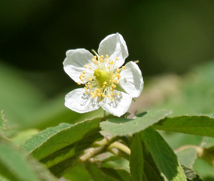 Jamaica Cherry (Muntingia calabura) Care Guide: Pests, Diseases ...