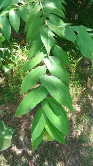 Jamaica Cherry(Muntingia calabura)