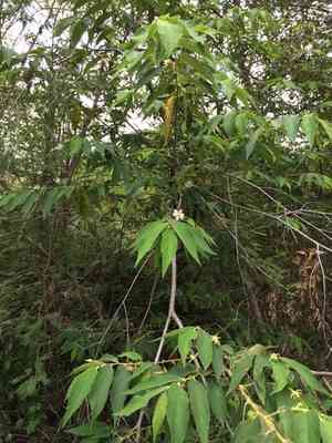 Jamaica Cherry(Muntingia calabura)