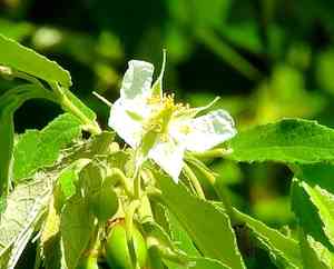 Jamaica Cherry(Muntingia calabura)