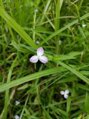 Wartremoving herb(Murdannia keisak)