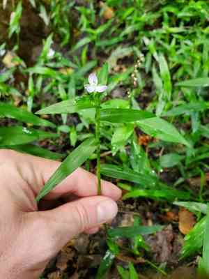 Wartremoving herb(Murdannia keisak)