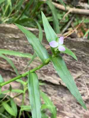 Wartremoving herb(Murdannia keisak)