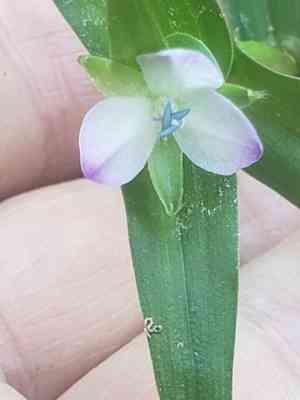 Wartremoving herb(Murdannia keisak)