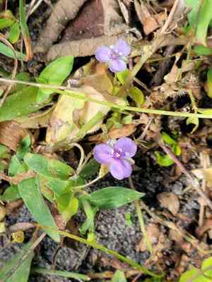 Asiatic dewflower(Murdannia spirata)