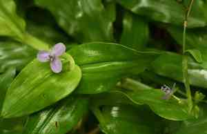 Asiatic dewflower(Murdannia spirata)