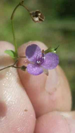 Asiatic dewflower(Murdannia spirata)