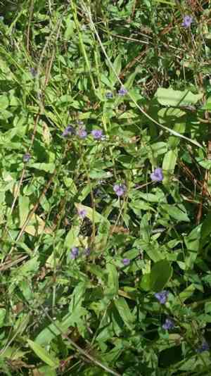 Asiatic dewflower(Murdannia spirata)