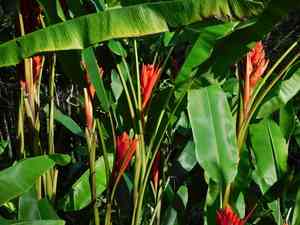 Scarlet banana(Musa coccinea)